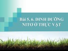 Bài giảng Sinh học lớp 11 bài 5, 6: Dinh dưỡng nitơ ở thực vật