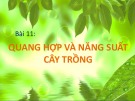 Bài giảng Sinh học lớp 11 bài 11: Quang hợp và năng suất cây trồng