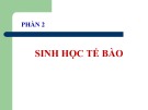 Bài giảng Sinh học lớp 10 bài 3: Các nguyên tố hóa học và nước