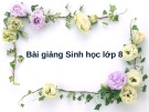 Bài giảng Sinh học lớp 8 bài 29: Hấp thụ chất dinh dưỡng và thải phân