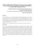 Khảo sát khả năng ứng dụng của Enterococcus faecium RL và E. faecium RL1T xử lý hạt giống lúa hỗ trợ tăng trưởng cây trong điều kiện độ mặn cao