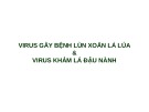 Báo cáo: Virus gây bệnh lùn xoắn lá lúa và virus khảm lá đậu nành