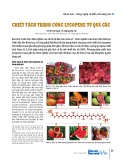 Chiết tách thành công lycopene từ quả gấc