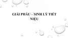 Bài giảng Giải phẫu sinh lý tiết niệu - ThS. BS. Trần Quang Thảo