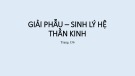 Bài giảng Giải phẫu sinh lý thần kinh - ThS. BS. Trần Quang Thảo