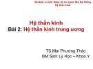 Bài giảng Hệ thần kinh - Bài 2: Hệ thần kinh trung ương - TS. Mai Phương Thảo