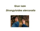 Bài giảng Giun lươn (Strongyloides stercoralis)