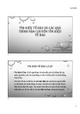 Bài giảng Sinh học tế bào: Chương 4 - Đặng Minh Hiếu