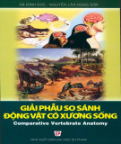 Giáo trình Giải phẫu so sánh động vật có xương sống (Tái bản lần thứ nhất): Phần 2