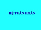 Bài giảng Hệ tuần hoàn (35 trang)