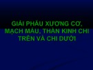 Bài giảng Giải phẫu xương cơ, mạch máu, thần kinh chi trên và chi dưới