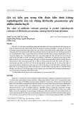 Giá trị kiểu gen trong tiên đoán kiểu hình kháng cephalosporin của các chủng Klebsiella pneumoniae gây nhiễm khuẩn huyết