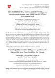 Đặc điểm hình thái của cá chạch bùn Misgurnus anguillicaudatus (Cantor, 1842) ở phường An Đông, thành phố Huế