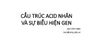 Bài giảng Cấu trúc acid nhân và sự biểu hiện gen - Lâm Vĩnh Niên